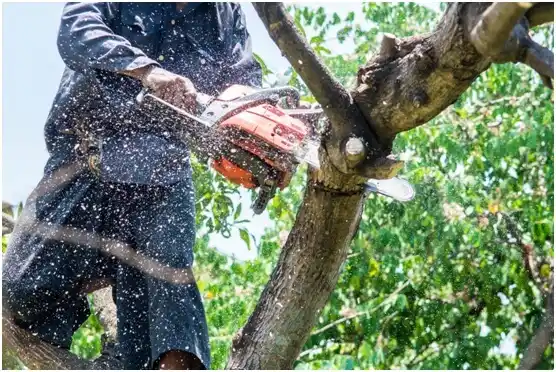 tree services Eagle River
